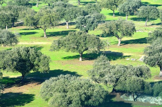 Paisaje de Alcornoques cerca de Olivenza, Extremadura