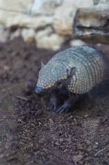 cute armadillo at the zoo in israel
