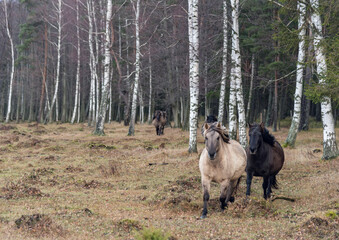 Semi-wild Konik Polski horses running from the forest at Engure nature park, Latvia on overcast November day