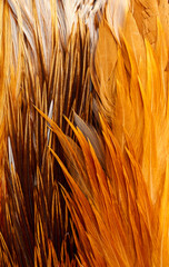 mixed colored feathers on a table