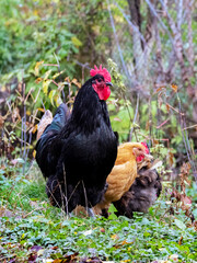 Beautiful black rooster and chickens in the garden