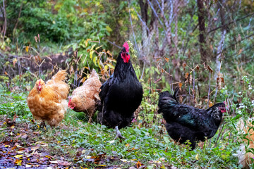 Brown chickens and black rooster in the garden