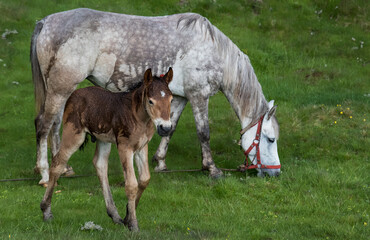 two wet horses in a national park in Romania
