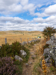 sentier serpentant entre des murets sur le plateau de l'Aubrac