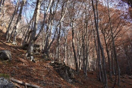 boschi di moggio
