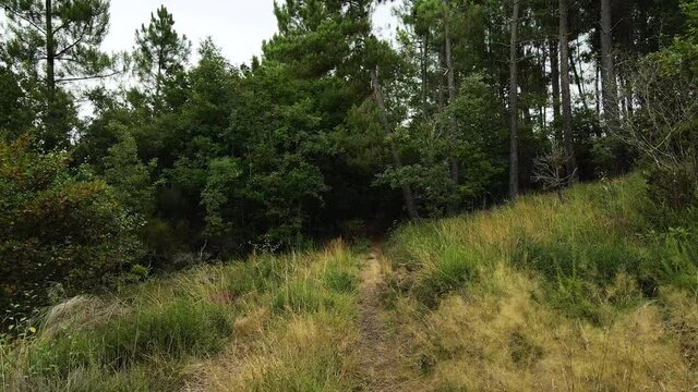 Punto de vista de una caminata por una vereda en un bosque verde y marr&oacute;n.  Pov paseando por el campo con una c&aacute;mara estable.
