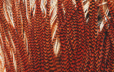thing grizzly feather strands