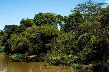 Fototapeta premium trees and river