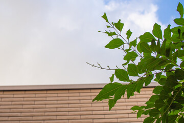 庭に咲いている常緑の木（シマトネリコ）