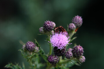 Gemeine Breitstirnblasenkopffliege sicus ferrugineus auf lila Blüte einer Distel und dunkler grauer Hintergrund - Stockfoto