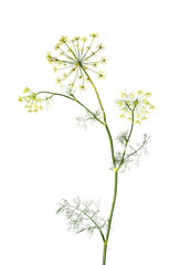 Branch of fresh green dill herb leaves isolated on white