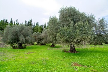 Fototapeta na wymiar Olive Trees