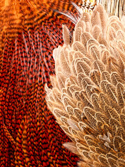 different colored feathers on a table