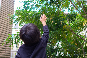 シマトネリコの木のある庭で遊ぶ日本人の子供
