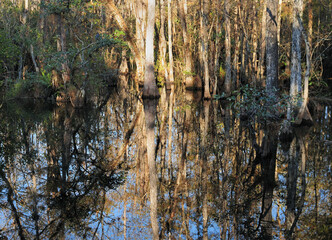 Cypress Trees Reflecting On The Water Of Sweetwater Strand in Everglades National Park On A Sunny Autumn  Day