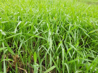 green grass in the morning