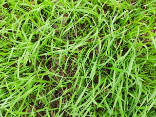 green grass texture