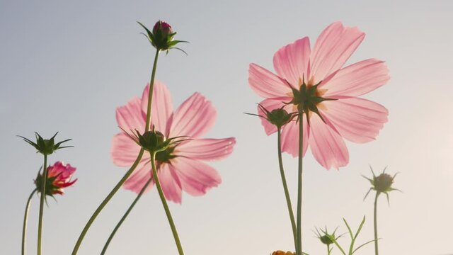 Cosmos flowers blooming in the morning sun in a wide field.
