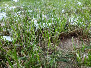 Snow in the grass