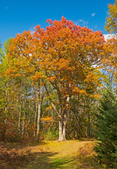 Massive Oak in Fall Colors