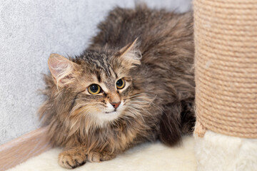 Portrait of a shaggy cat with a long hair near the claw.