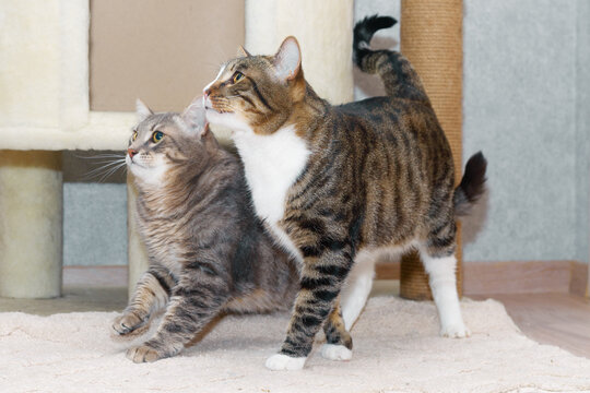 Two tabby mongrel cats play near the scratching post and the cat house.