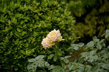 white rose in the garden