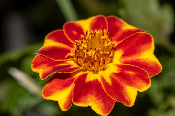 Beautiful Marigold flower in the summer garden. Mix yellow and red flower.