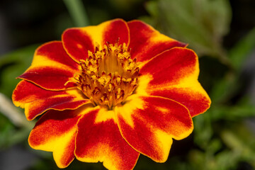 Beautiful Marigold flower in the summer garden. Mix yellow and red flower.