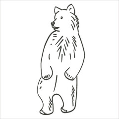 sketch brown bear. children's drawing. coloring book for kids. study of animals. animals in the forest. loves honey. bear Lives in Russia, Canada, USA vector eps 10