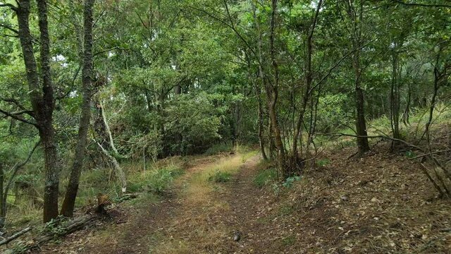 Punto de vista de una caminata por una vereda en un bosque verde y marr&oacute;n. Pov paseando por un camino entre &aacute;rboles con una c&aacute;mara estable.