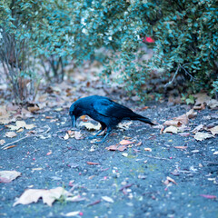 Crow standing on the ground looking up.