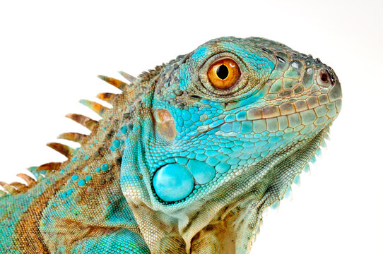 Gr&uuml;ner Leguan, blaue Farbvariante // Green iguana, blue colour morph (Iguana iguana)