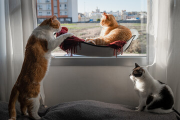 Tres gatos domésticos interactúan junto a la ventana