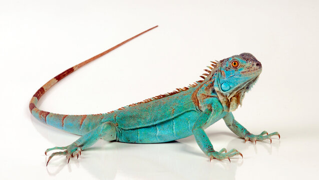 Green iguana, blue colour morph // Gr&uuml;ner Leguan, blaue Farbvariante (Iguana iguana)