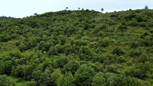 Drone volando lentamente sobre una colina cubierta de verdes árboles como robles, encinas, hayas y fresnos