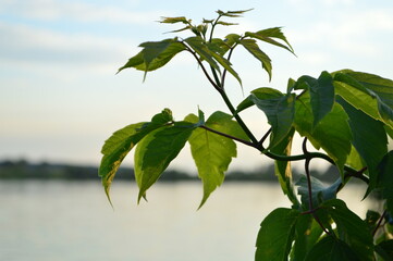 leaves and blue sky