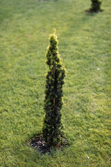 Canadian spruce, beautiful green. The use of Canadian fir in ornamental landscaping. Decorative coniferous evergreen tree