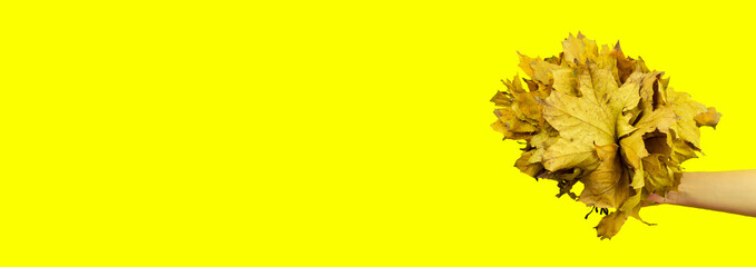 Bouquet of yellow leaves in a female hand on a yellow background, panoramic photo
