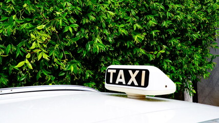 White TAXI sign on a car roof with a wall of leaves in the background. copy space © Kraft74