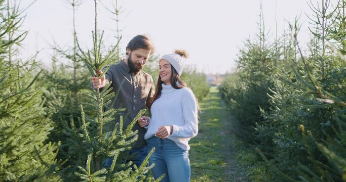 Attractive smiling happy amorous young couple looking at beautiful fir tree that they choose from another trees in forestry for holidays,front view
