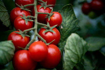 Beautiful red ripe cherry tomatoes