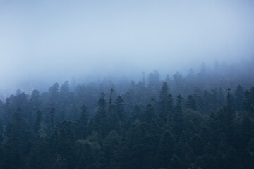 Foggy forest landscape in the mountains