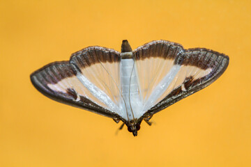 Der Buchsbaumzünsler, Cydalima perspectalis, ist ein Kleinschmetterling aus der Familie der Crambidae und zerstörrt die Buchsbäume.