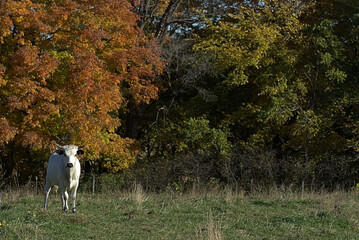White cow in the autumn woods