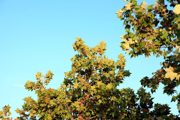 The top of an Oak tree in front of blue sky, when the branches moving with the strong wind. Sharp leaves with more than one green colours, with an open view to use as a cover page.