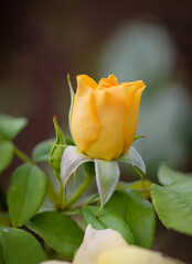 Eine Rosenblüte an einem Rosenstock.