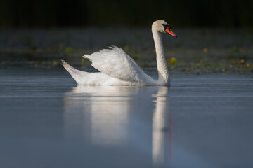 Obraz premium white swan on the lake