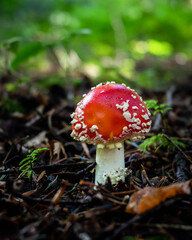 A closeup picture of a beautiful fly agaric