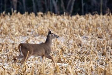 Young white-tailed deer buck (Odocoileus virginianus) in November in a  Wisconsin cornfield